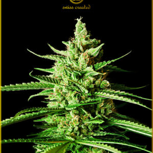 AK-01 fem (Anaconda Seeds)