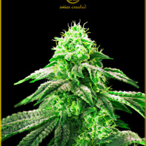 Hypnotic fem (Anaconda Seeds)