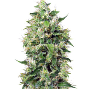 Семена сорта Sweet Amnesia Haze XL Auto (Blow Mind Auto) fem (Sweet Seeds)