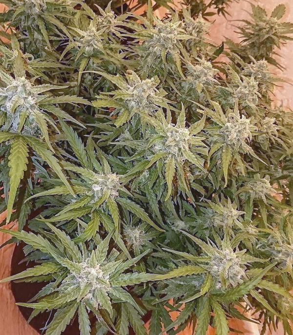 Семена сорта Bruce Banner fem (Monster Genetics) — изображение 2