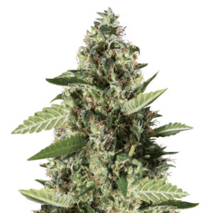 Bruce Banner #3 fem (Blimburn Seeds) семена конопли