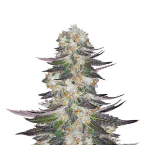 Gelato fem (Blimburn Seeds) семена конопли