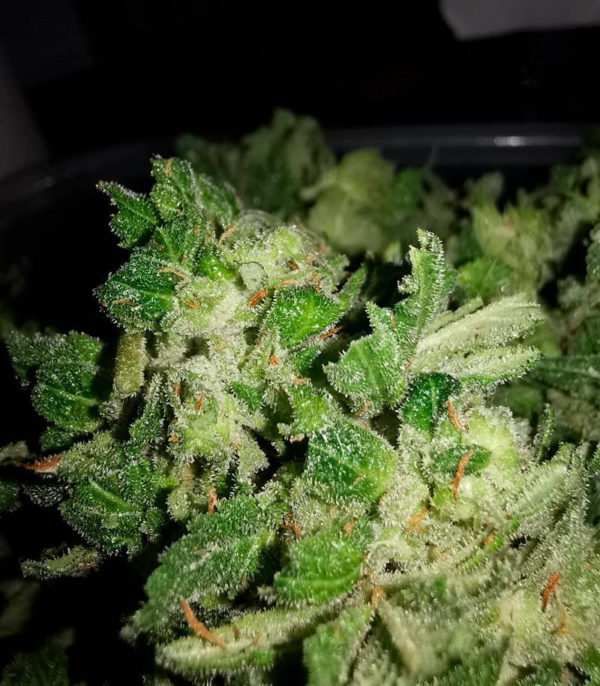 Семена сорта Gorilla Glue fem (Monster Genetics) — изображение 2