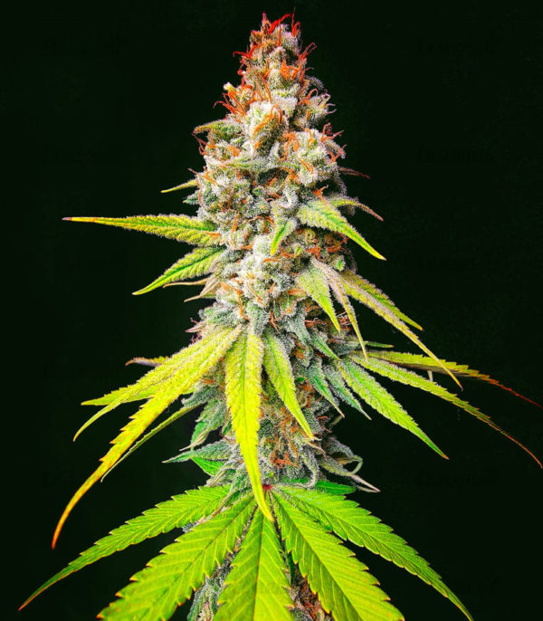 Семена сорта Monster Moby fem (Monster Genetics) — изображение 3