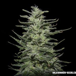 Amnesia Molotov fem (Kalashnikov Seeds) семена конопли