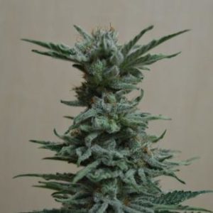 Ak Skunk Auto fem (Kalashnikov Seeds) семена конопли