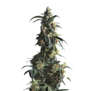 Domina Haze fem (Kannabia Seeds) семена конопли