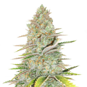 Семена сорта Monster Gelato Auto fem (Monster Genetics)