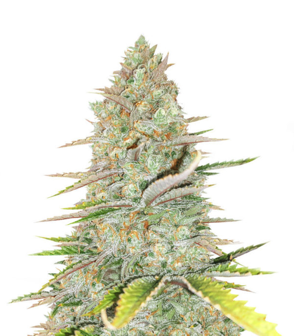 Семена сорта Monster Gelato Auto fem (Monster Genetics)