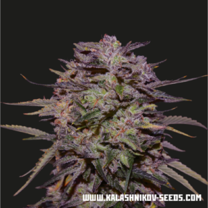 Purple Russian Express fem (Kalashnikov Seeds) семена конопли