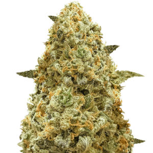 Семена сорта Monster Pebbles fem (Monster Genetics)