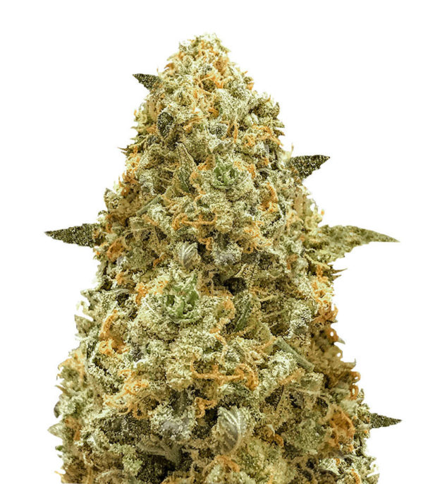 Семена сорта Monster Pebbles fem (Monster Genetics)