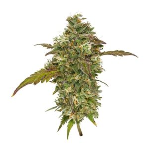 Candy House fem (UKHTA420) семена конопли