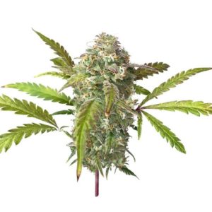 Fruit Gum fem (UKHTA420) семена конопли