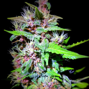 Purple Mazar Auto fem (Kalashnikov Seeds) семена конопли
