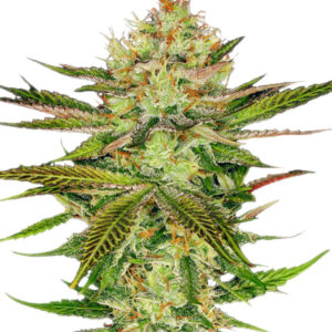 Семена сорта Chocolate Wafflez fem (Paradise Seeds)
