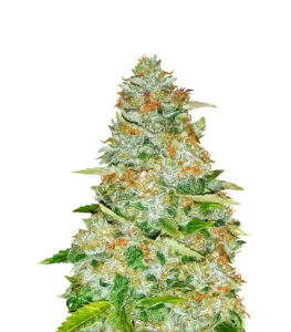 Семена сорта Gorilla Glue fem (Monster Genetics)