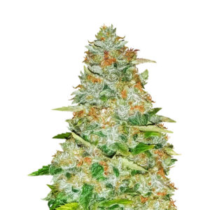 Семена сорта Gorilla Glue fem (Monster Genetics)
