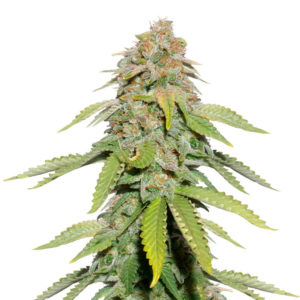 Семена сорта Monster Moby fem (Monster Genetics)