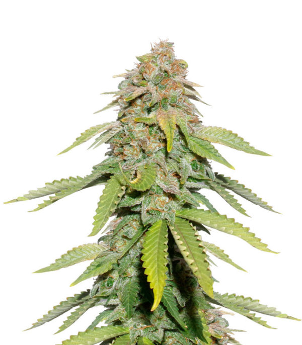 Семена сорта Monster Moby fem (Monster Genetics)