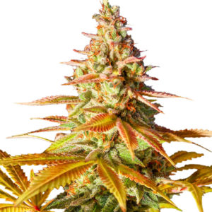 Original Clon fem (Blimburn Seeds) семена конопли