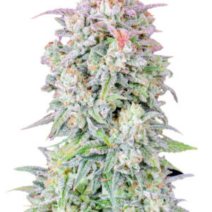 Семена сорта Original Afghan Kush Auto fem (FastBuds)