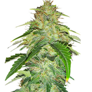 Семена сорта Original Auto Russian fem (FastBuds)