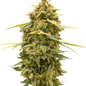 Семена сорта Original Auto Skunk fem (FastBuds)