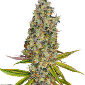 Семена сорта Rainbow Road fem (Paradise Seeds)