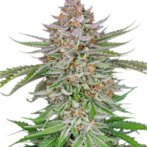 Семена сорта Strawberry Pie Auto fem (FastBuds)