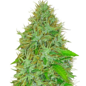 2 Fast 2 Vast auto fem (Heavyweight Seeds)