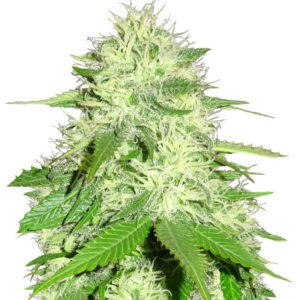 Appleberry fem (Sumo Seeds) семена конопли