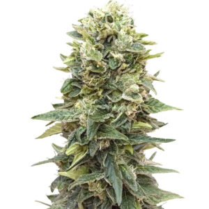 Auto Afghan Mass fem (00 Seeds) семена конопли