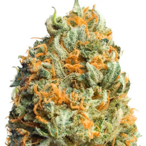 Fully Loaded Auto fem (Heavyweight Seeds)