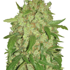 Auto Wembley fem (Pyramid Seeds)
