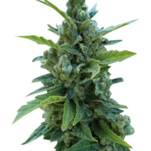 Семена сорта Automaria II fem (Paradise Seeds)
