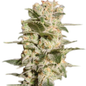 Семена сорта Belladonna fem (Paradise Seeds)