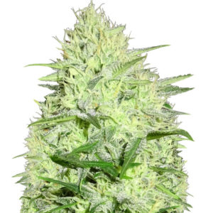 Berries & Cheese fem (Sumo Seeds) семена конопли