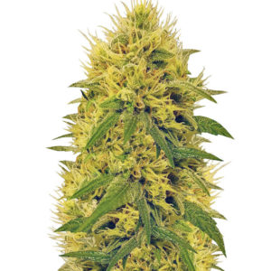 Big Bud fem (Vision Seeds) семена конопли
