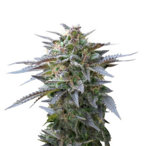 Blue Mystic fem (RQS) семена конопли