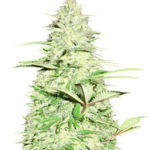 Blue Nitro Haze fem (Sumo Seeds) семена конопли