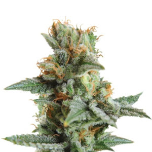 Семена сорта Blueberry Kush Automatic fem (Nirvana Seeds)