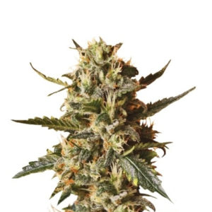 Bubblegum XL fem (RQS) семена конопли