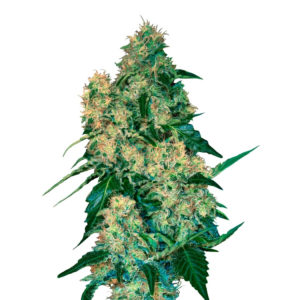 Семена сорта Chingis Khan fem (VIP seeds)