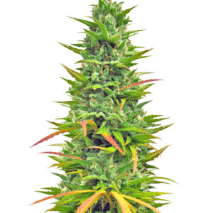 Choco Bud fem (Vision Seeds) семена конопли