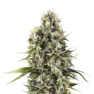 Chocolate Haze fem (RQS) семена конопли