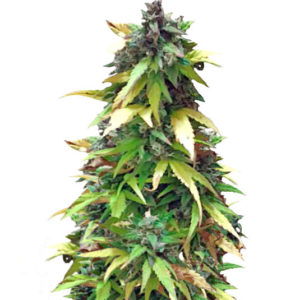 Critical Impact fem (Vision Seeds) семена конопли