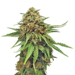 Critical fem (RQS) семена конопли