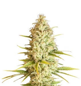 Critical VIP fem (VIP seeds) семена конопли