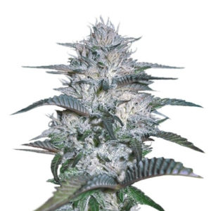 Currant Kush fem (VIP seeds) семена конопли